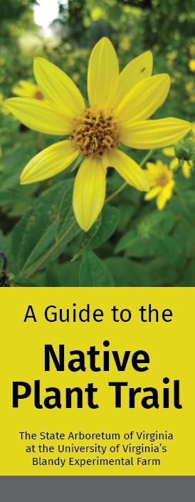 Late Summer Wildflower Guide - Native Plant Trail
