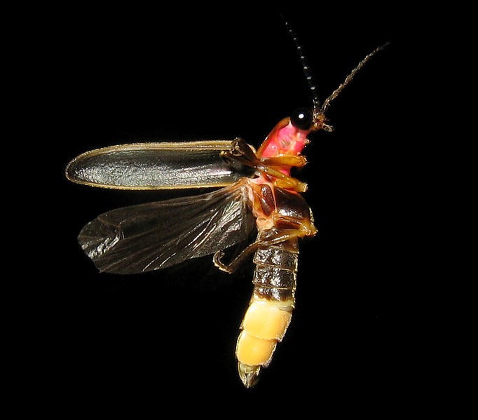 Firefly flying