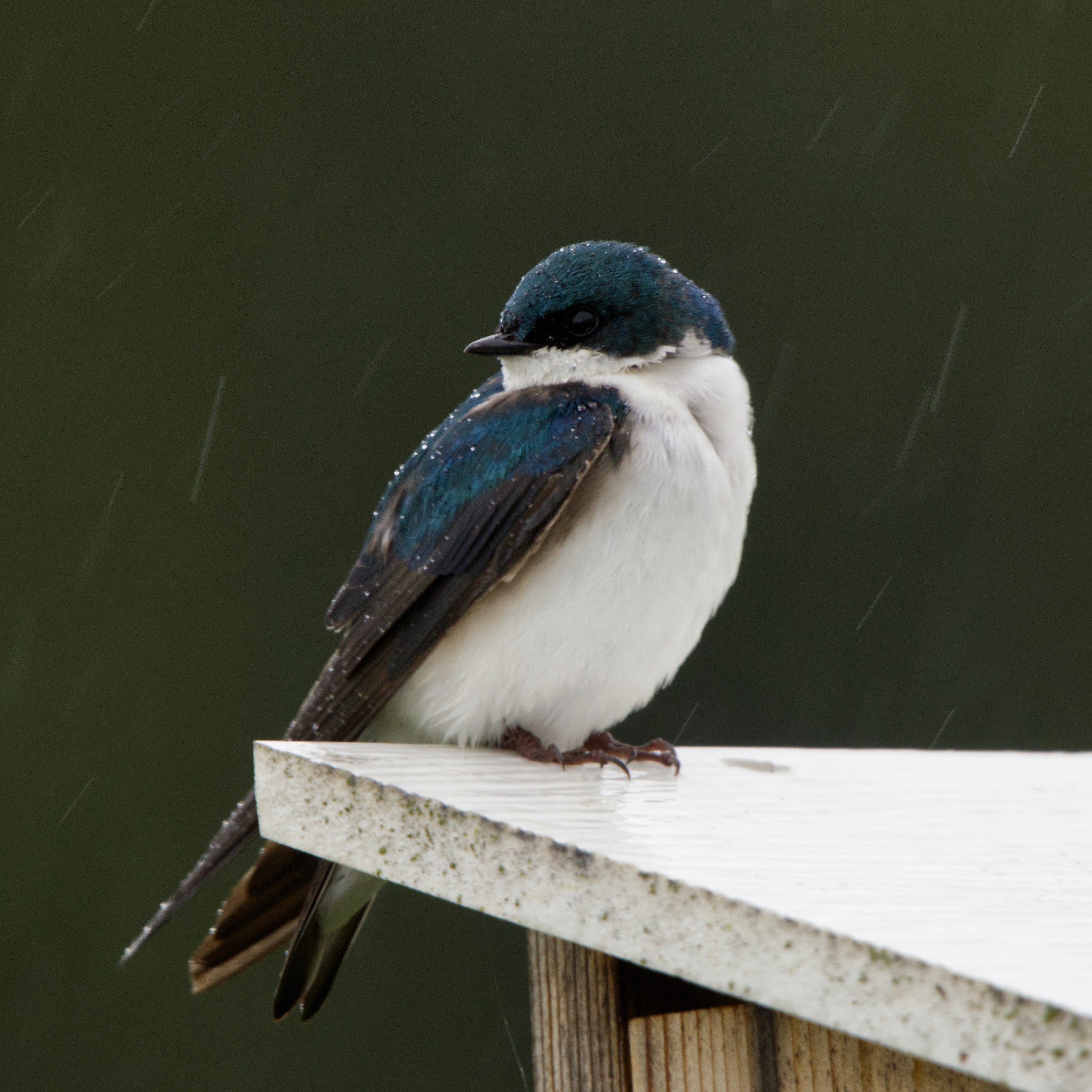 Tree swallow on nest box