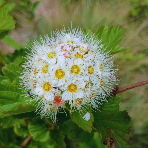 common ninebark (Physocarpus opulifolius)