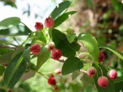 640px-Amelanchier_laevis_5393665.jpg