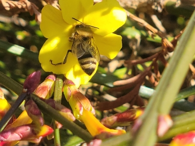 Bee_jasmine_10.jpg