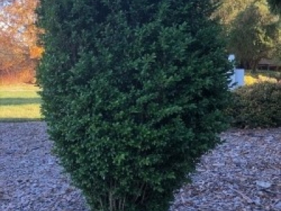 Boxwood.jpg
