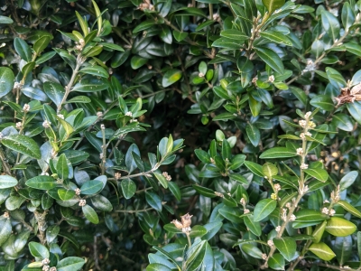 Boxwood.jpg