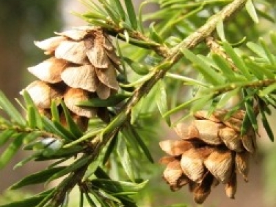 Conifers.jpg