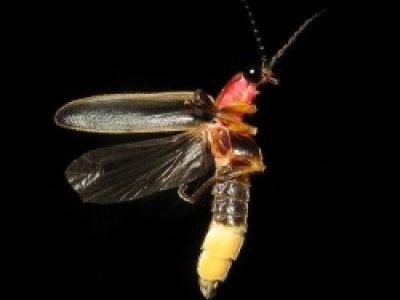 Firefly_0.jpg