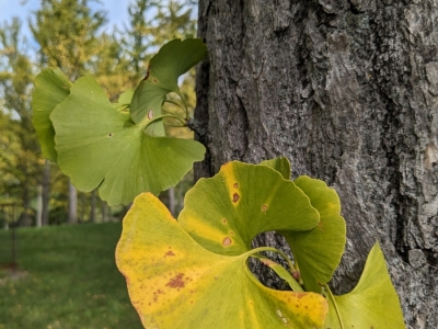 GInkgo_Watch_17OctYG.jpg