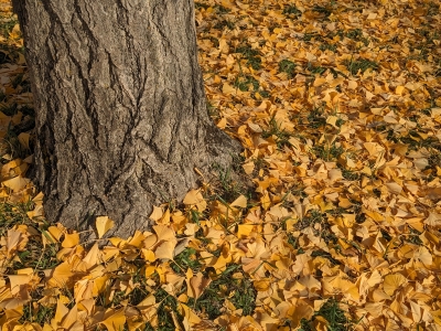Ginkgo Watch 6Nov23 Base.jpg