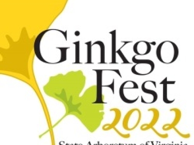 GinkgoFestsquare.jpg
