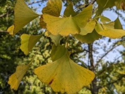 Ginkgo_Watch_19Oct23_Yellow_Square.jpg