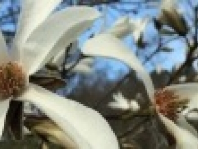 Mag stellata horizontal_0.jpg