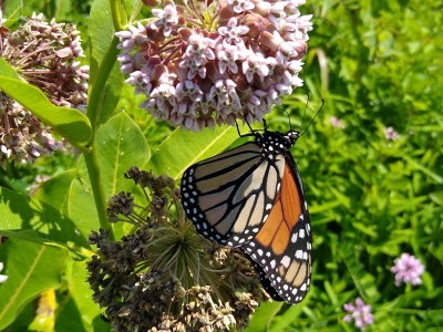 Monarch butterfly on common milkweed.jpg