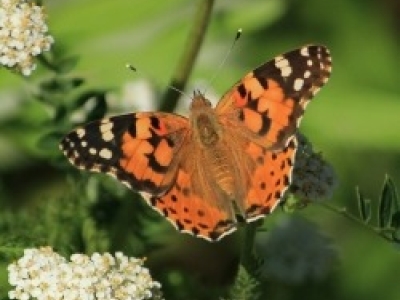 Painted lady butterfly.jpeg