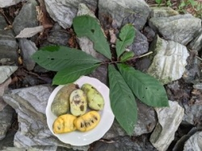 Pawpaw leaves and fruit.jpg