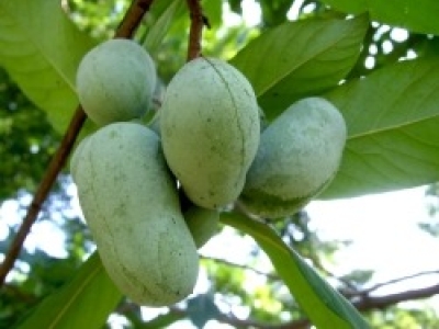 PawpawFruit.jpg