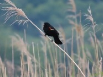 Red_winged_blackbird.jpeg