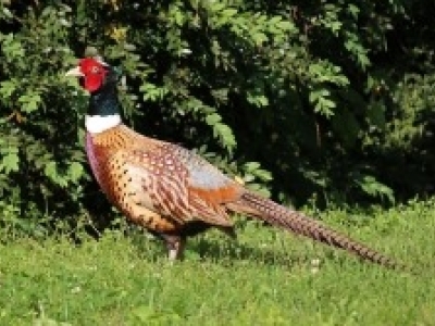 Ring-necked Pheasant Blandy 5 June 2020h-WEB.jpg