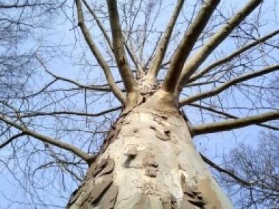 Sycamore Winter Uptrunk.jpg
