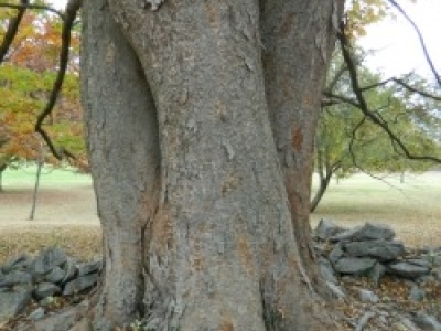 Zelkova.jpg