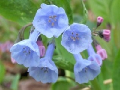 smallbluebells4-06_0.jpg