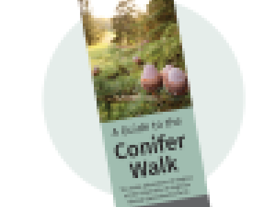 Explore the Conifer Collection!