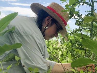 Milkweed Watch: Exploring Pollinator Dynamics at Blandy
