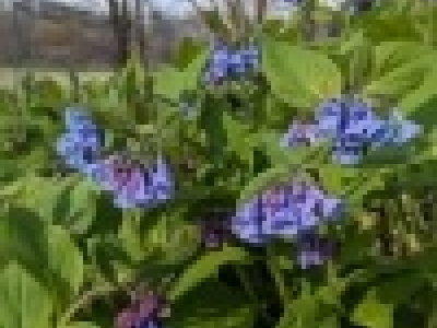 Spring Wildflower Watch- March 29th
