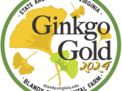 Ginkgo Gold Weekends 2024
