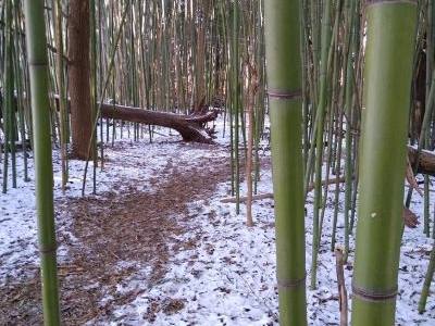 More Than Just Conifers – Winter Plants in the Arboretum