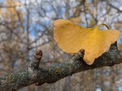 2024 Ginkgo Watch