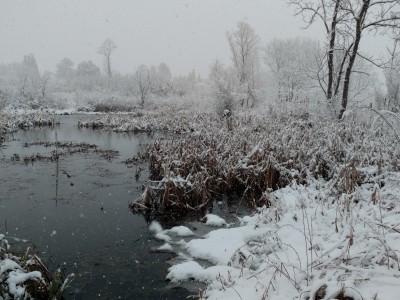 Winter On the Native Plant Trail