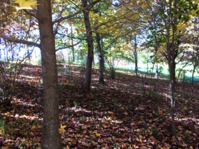 Community Forest
