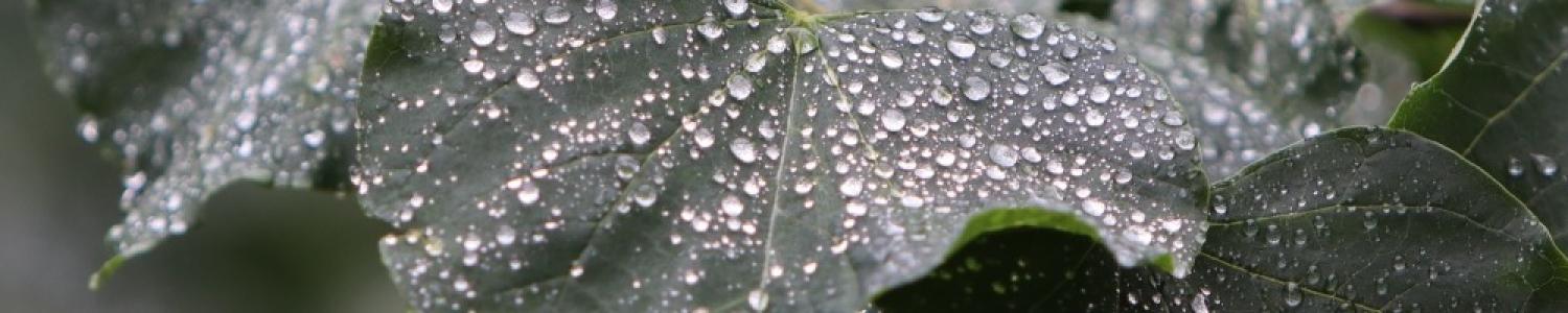 Name Redbud Water droplets Ford Banner