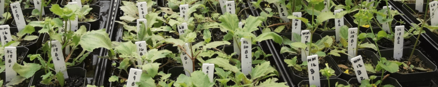 Research activities at Blandy Experimental Farm
