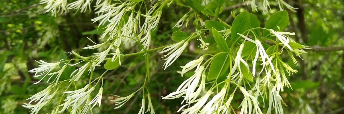 Fringe Tree.jpg