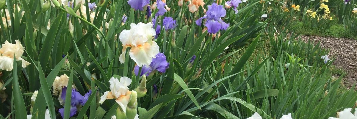 Iris Garden.jpg