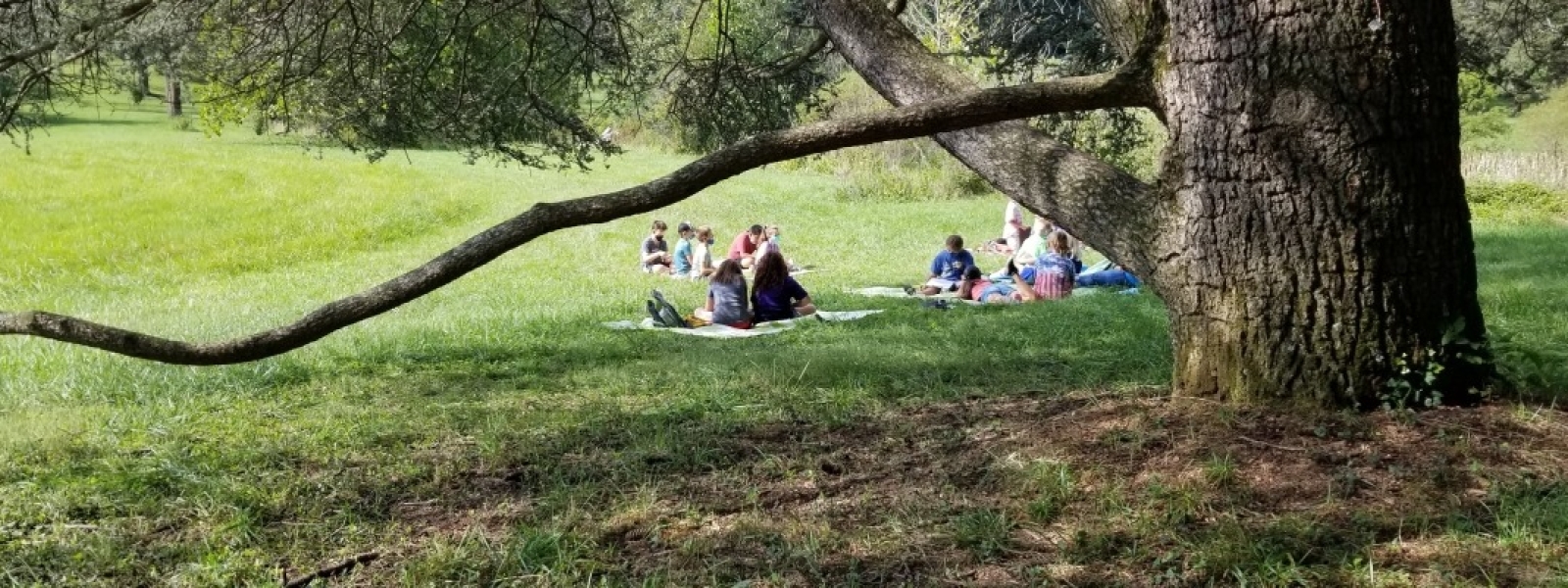 Students contemplate the movement of water while sitting under s shady conifer tree at a wetland.