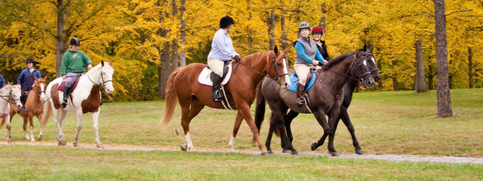 Bridle Trail: Bring Your Horse and See the Arboretum on Horseback