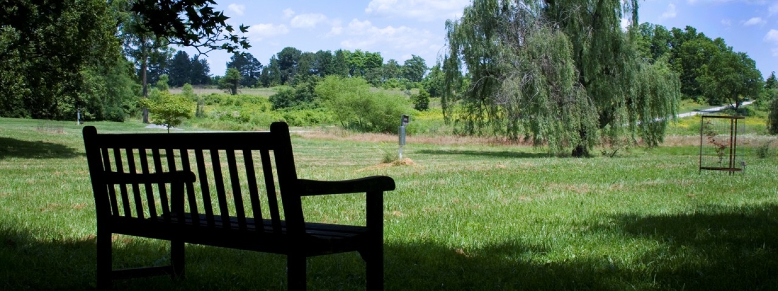 Empty bench overlooking arboretum