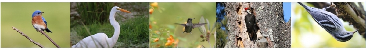 Bird_banner