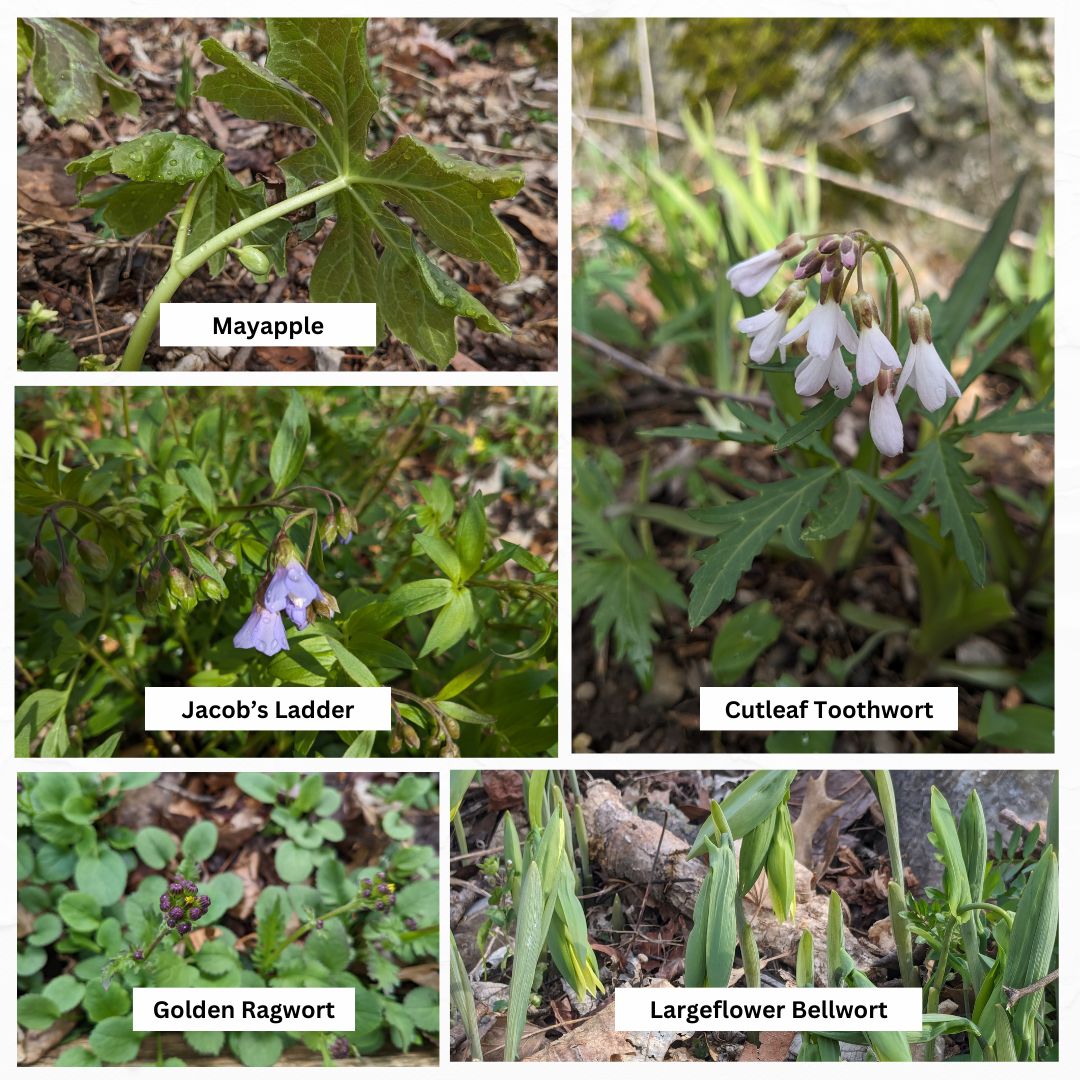 Spring Wildflower Watch- April 5th