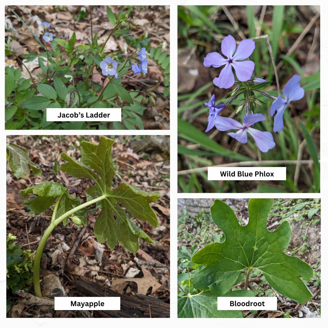 Spring Wildflower Watch- April 11th