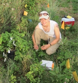 Undergraduate Amy Moorhouse examines groundcherry plants for frugivorous moths