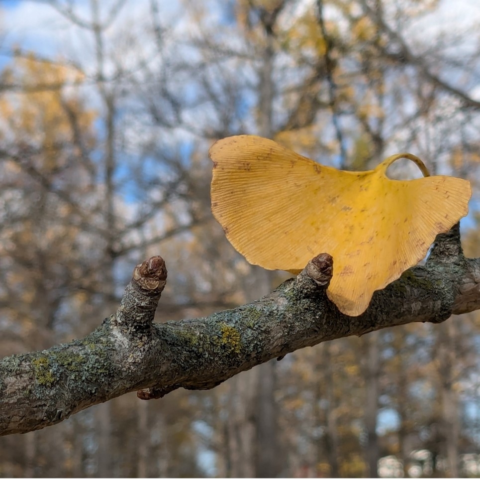 2024 Ginkgo Watch
