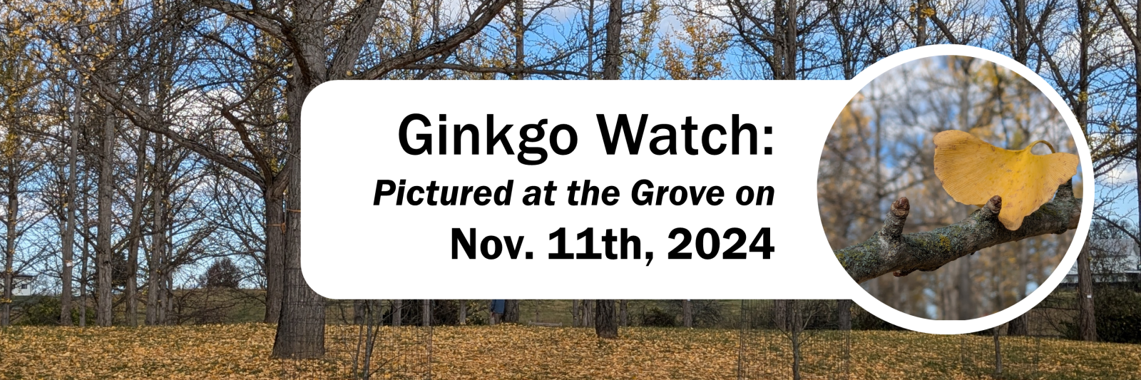 2024 Ginkgo Watch