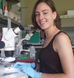 Undergraduate student Samantha Heitsch examines a bumble bee for a fungal pathogens
