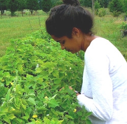 Former UVa graduate and Blandy REU undergraduate student Stephanie Cruz Maysonet tracks moth feeding decisions on Physalis heterophylla