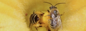 Squash Bees