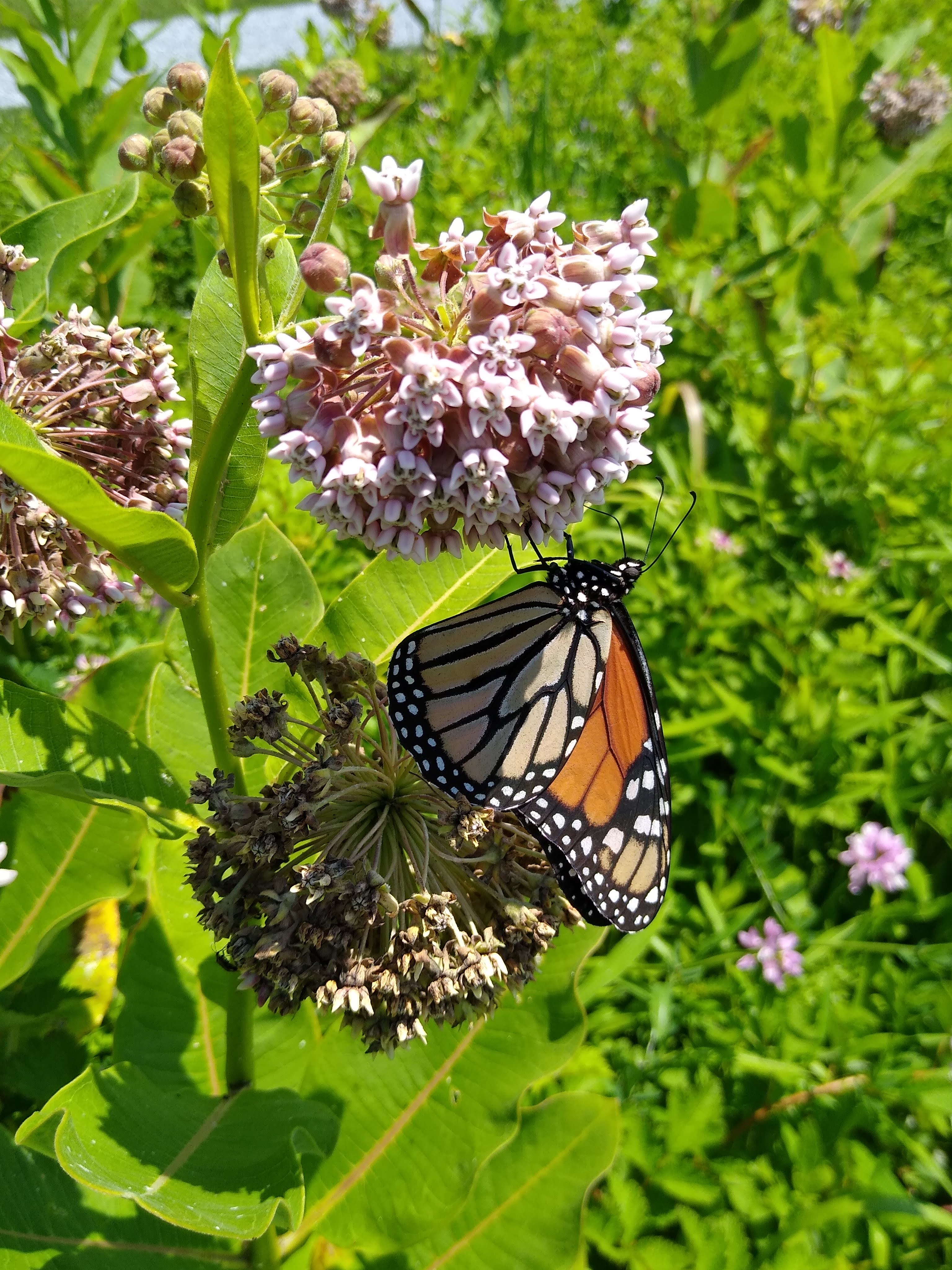 Monarch butterfly on common milkweed.jpg