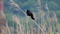 Red_winged_blackbird.jpeg